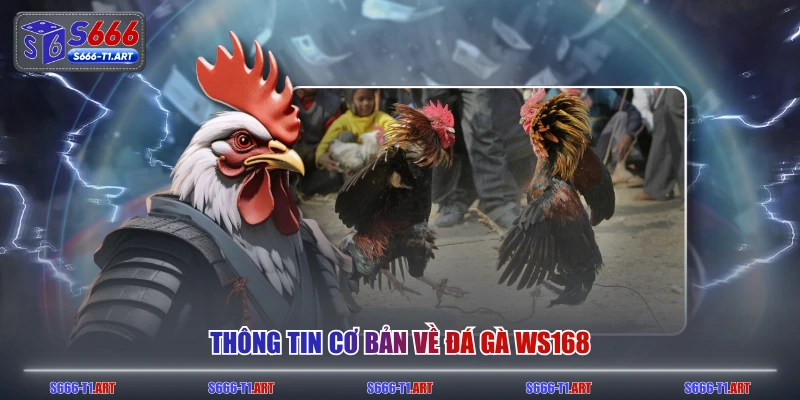 Thông tin cơ bản về đá gà WS168